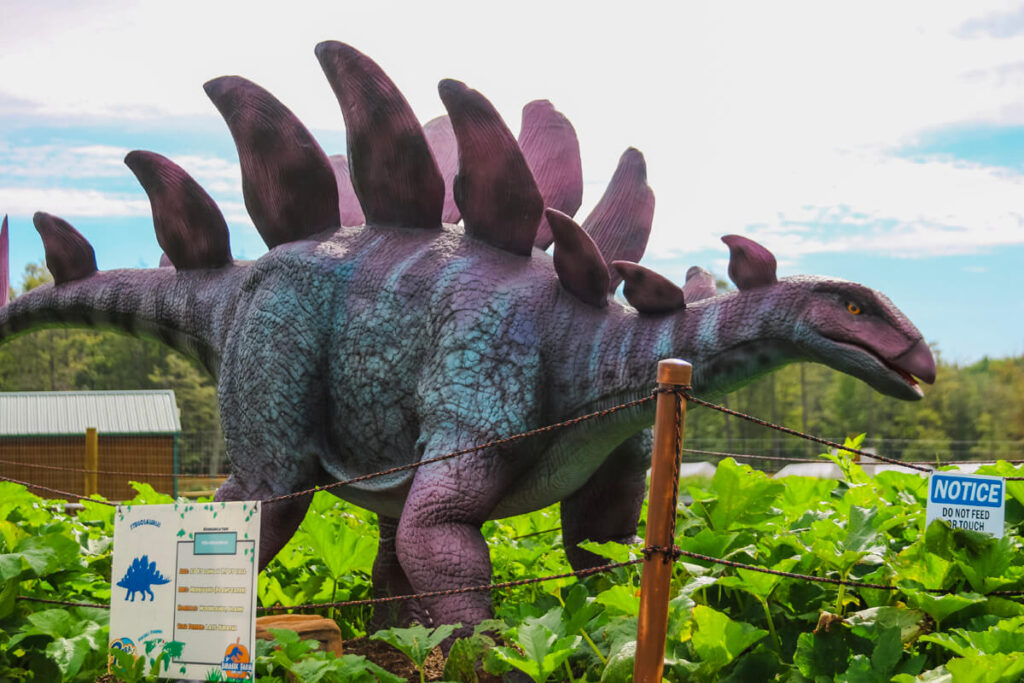 A 6-meter-long and 2-meter-tall purple stegosaurus in the vegetable patch of Jurassic Farm